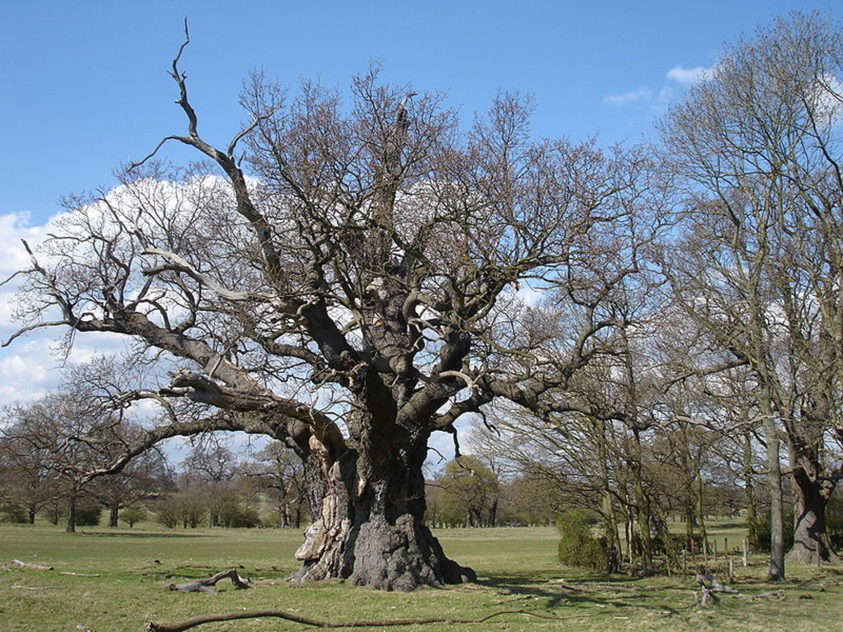 Herne the Hunter: Hooded Forest God of Britain - Historic Mysteries