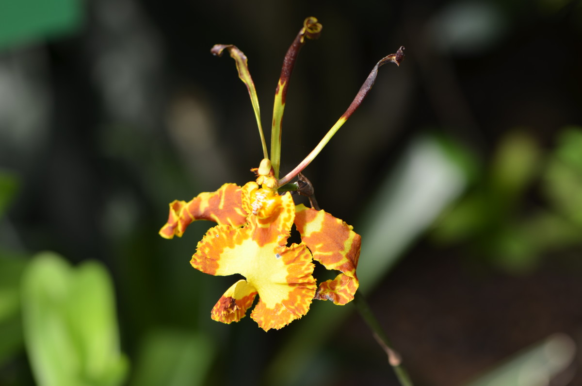 Orchid with burnt orange, and browns and some yellow. 