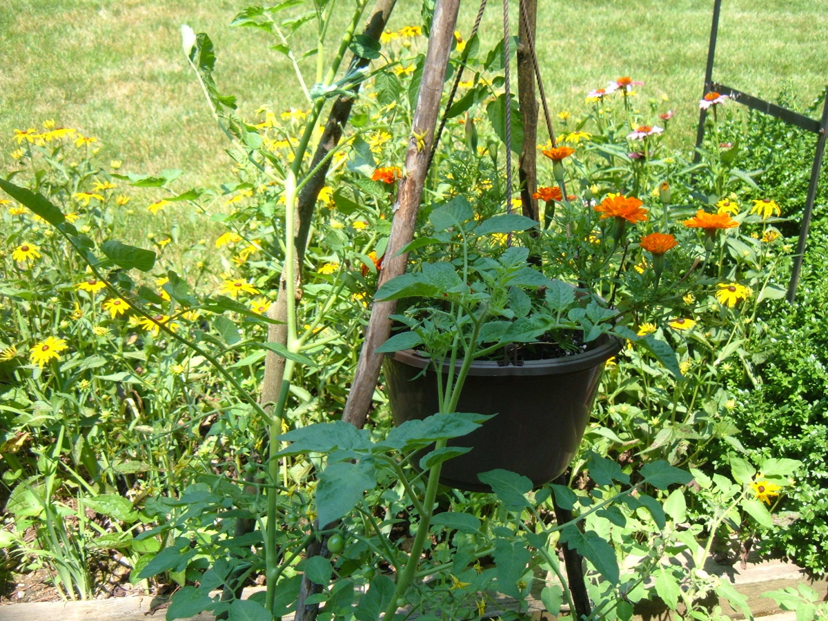 companion-planting-for-tomatoes