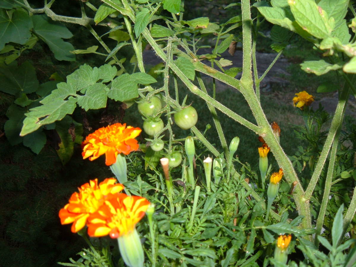 Image of Marigolds and basil plants