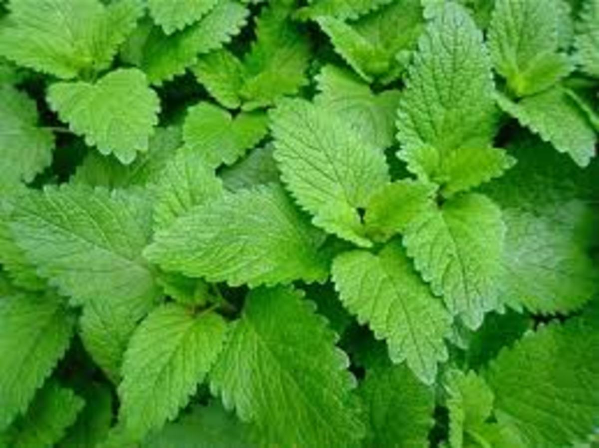 Lemon balm was once highly regarded as a sacred herb in ancient Turkey. One of the rarest essential oil, requiring 12,000 pound of leaves to yield a single pound of Melissa essential oil.