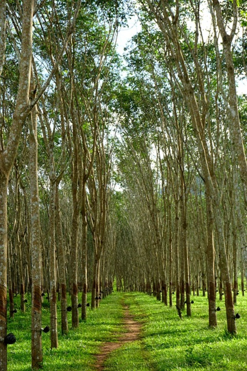 Facts About the Rubber Tree - Description and Uses