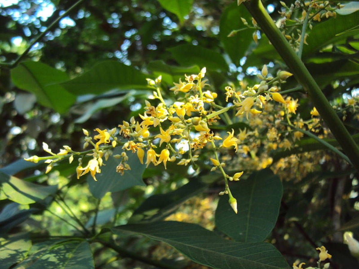 Facts About the Rubber Tree: History, Description and Uses - HubPages