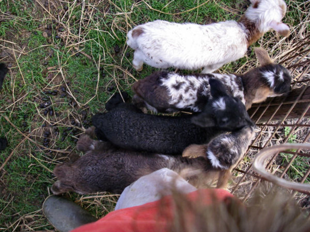 flock of bottle fed lambs