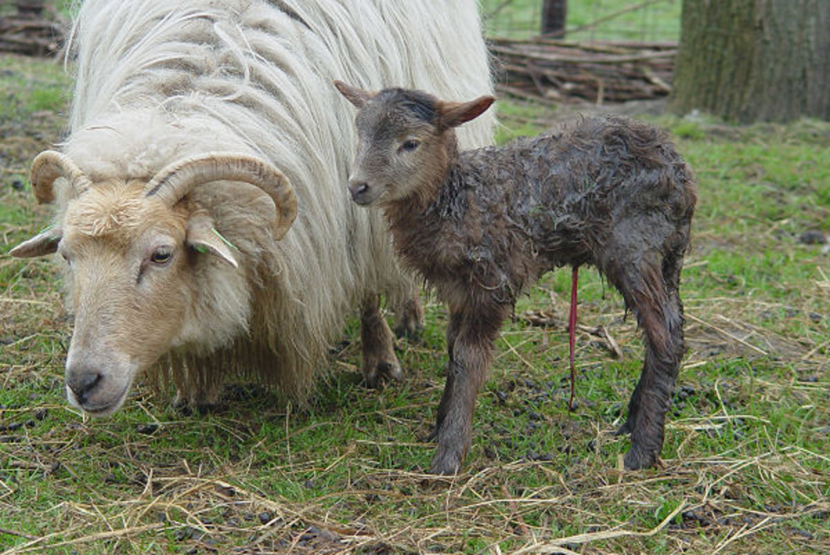 Just born Drenthe Heath Sheep lamb