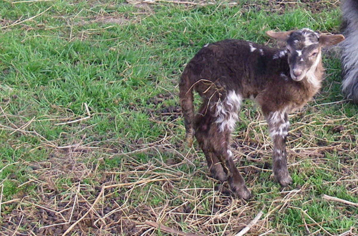 Spotted lamb