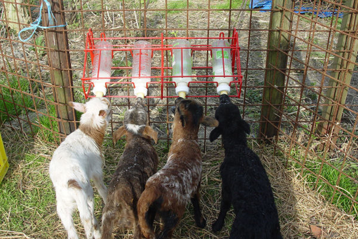Lambs at the bottle feeder, works very well