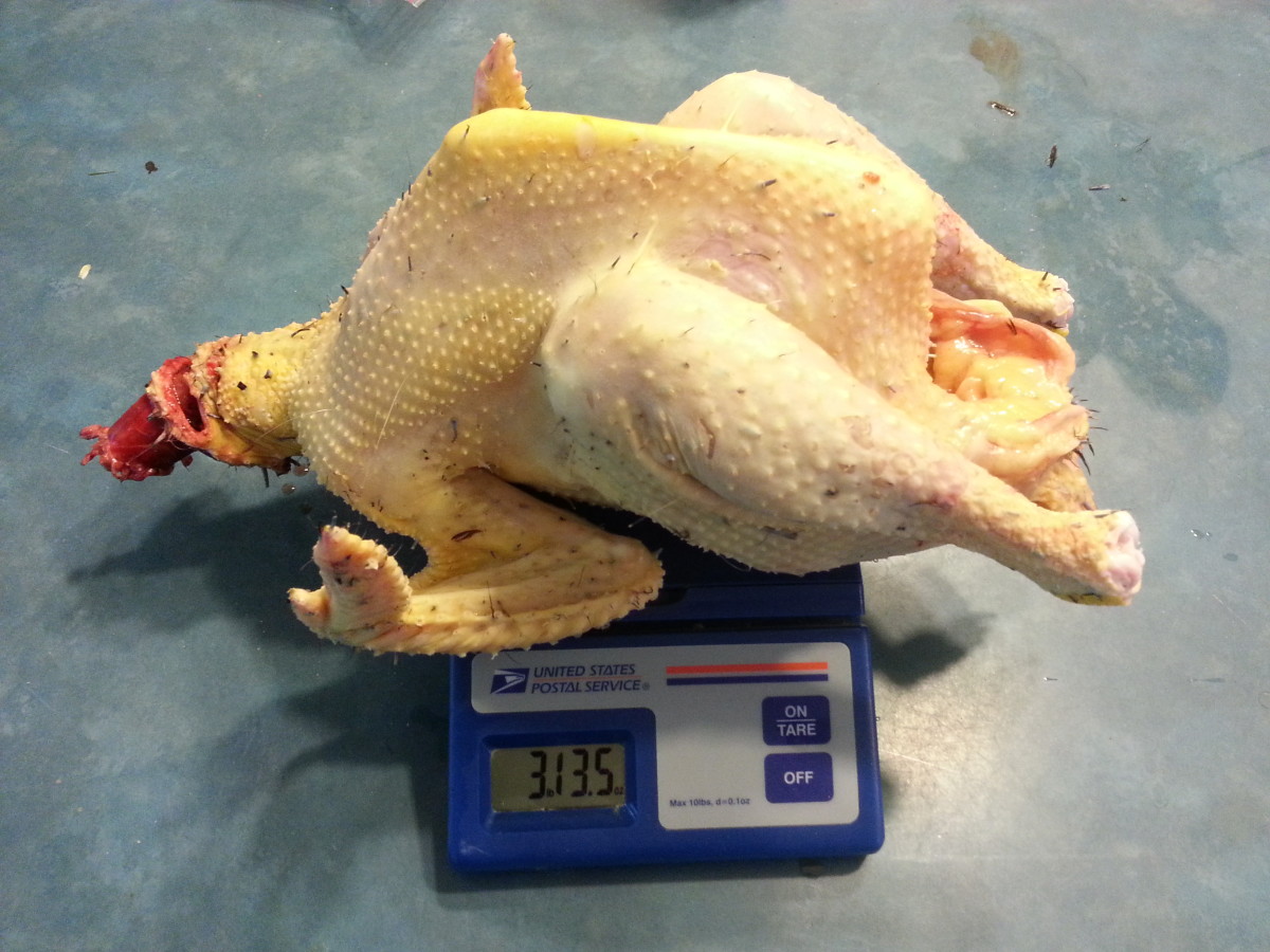 This 4.5 month old Welsummer rooster dressed out at nearly 4 pounds, which is not bad! 