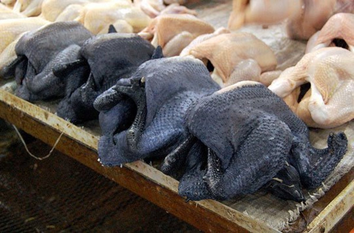 Silkies and some other Asian breeds have black meat and bones that is nutritionally slightly different than more conventional chicken.