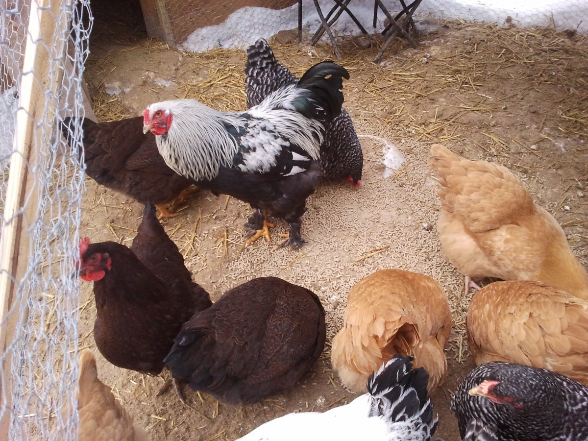This Dark Brahma rooster (in the back) would have made for a very decent meat bird had we chosen that fate for him.