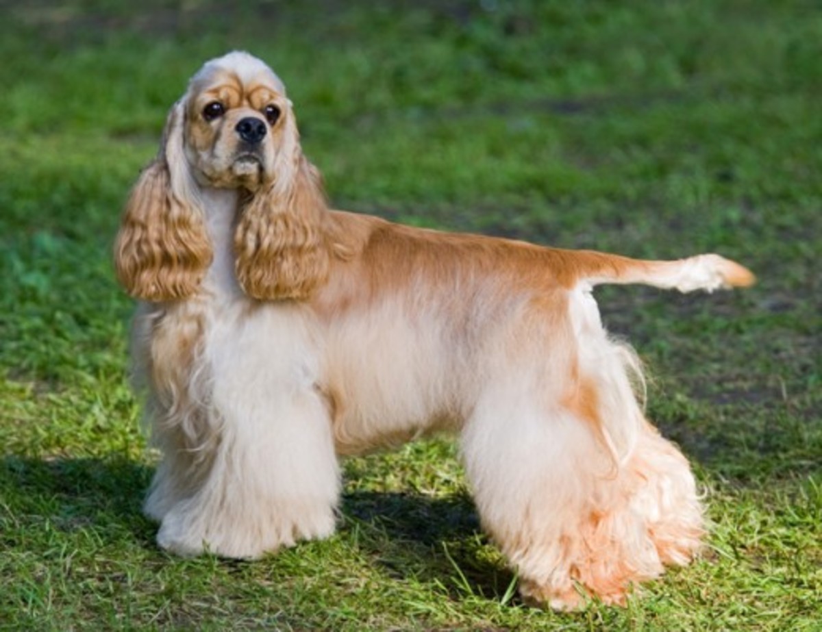 top-10-most-demanded-dog-breeds-in-india