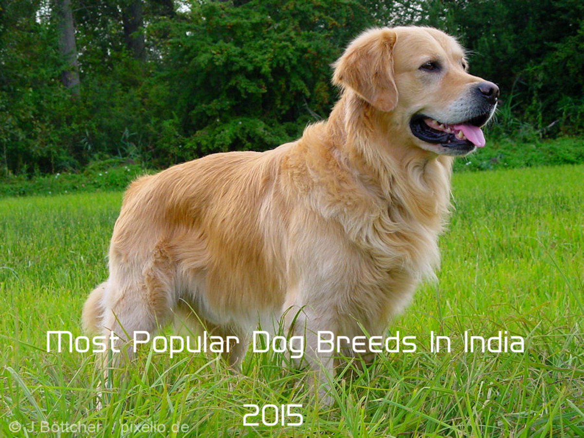 Top 10 Most Popular Dog Breeds In India - HubPages