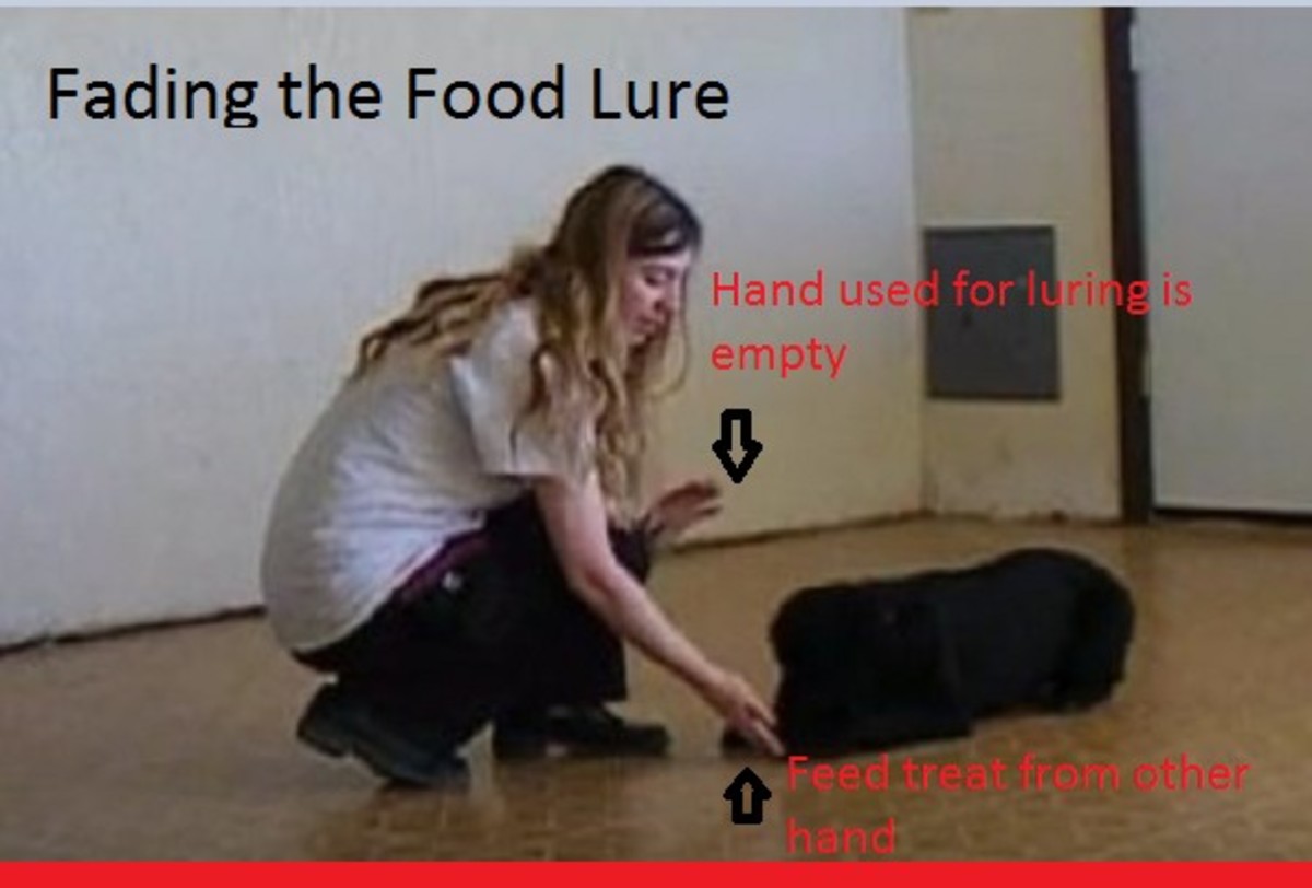 How to Fade a Lure in Dog Training