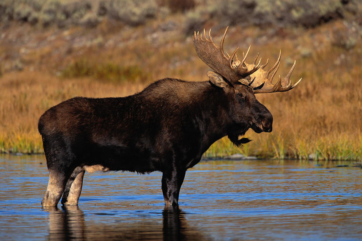Picture Of A Moose