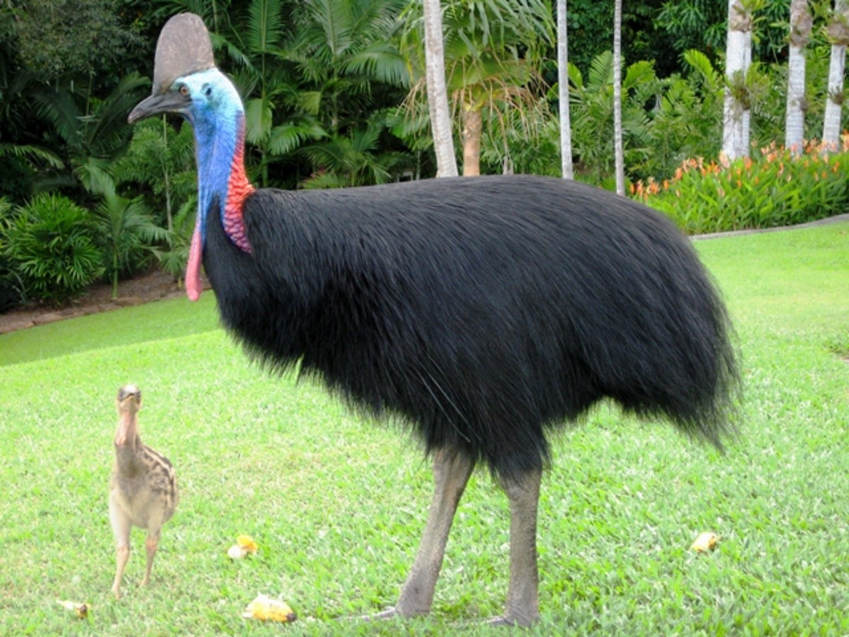 Picture Of A Cassowary