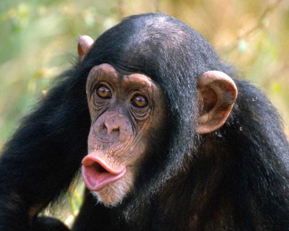 Picture Of A Chimpanzee