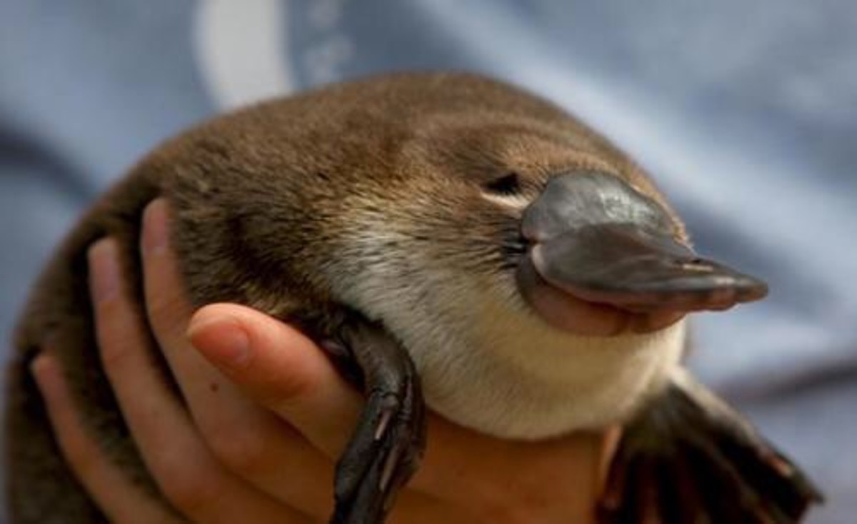 Picture Of A Platypus