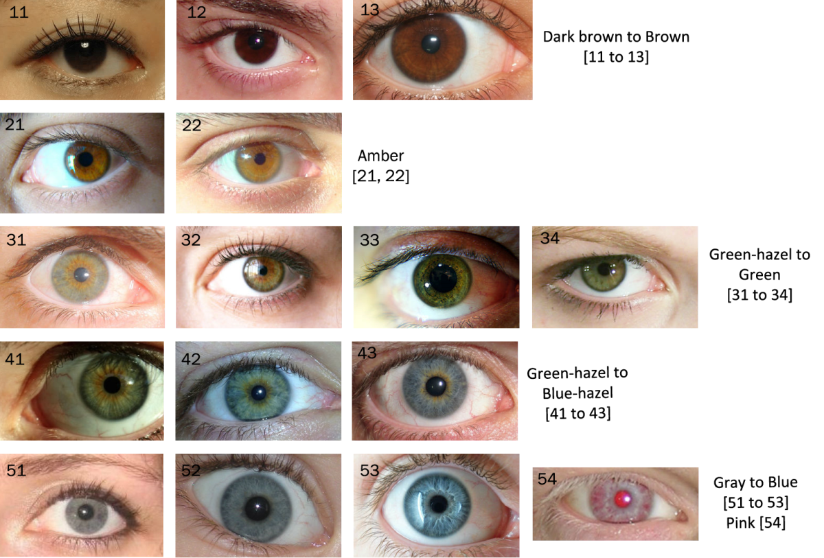 Light Brown Eye Color Chart