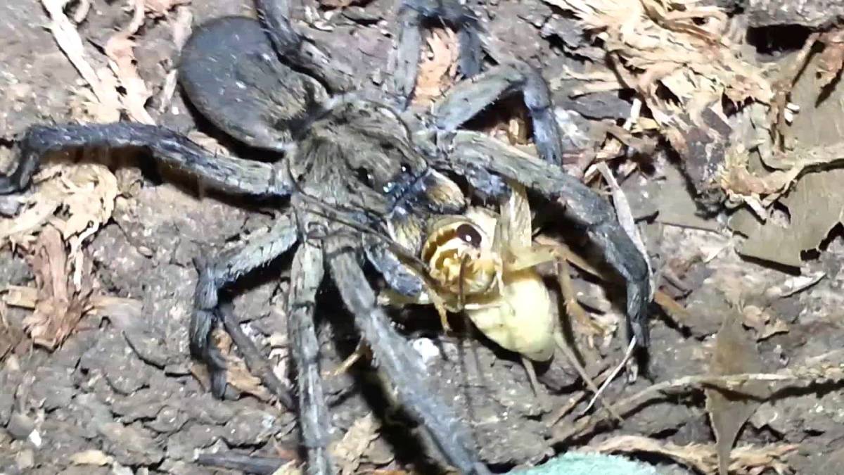 Common Critters: Nothing big or bad about the wolf spider — no matter how  scary it looks