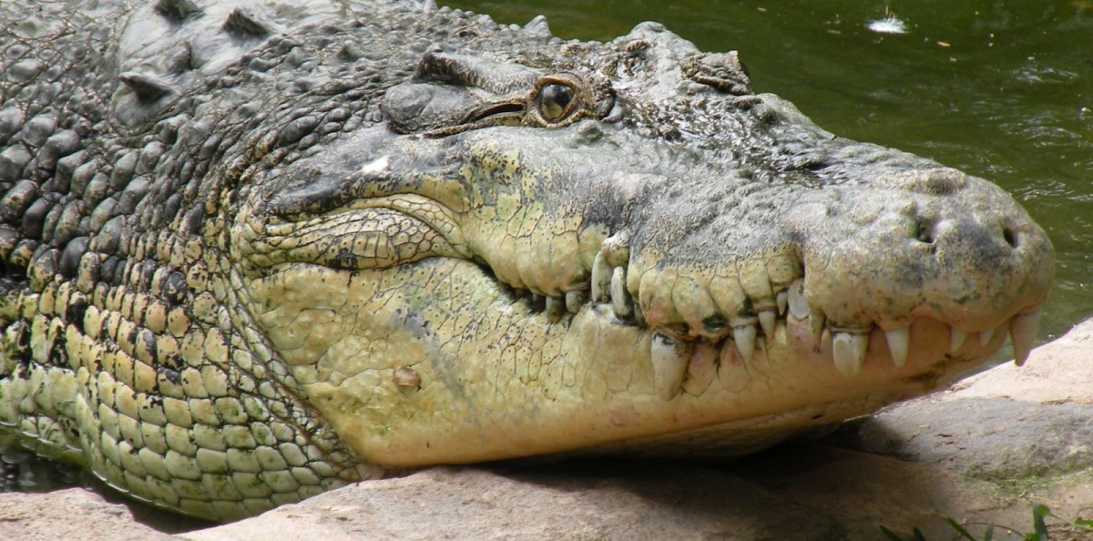 the-salt-water-crocodile