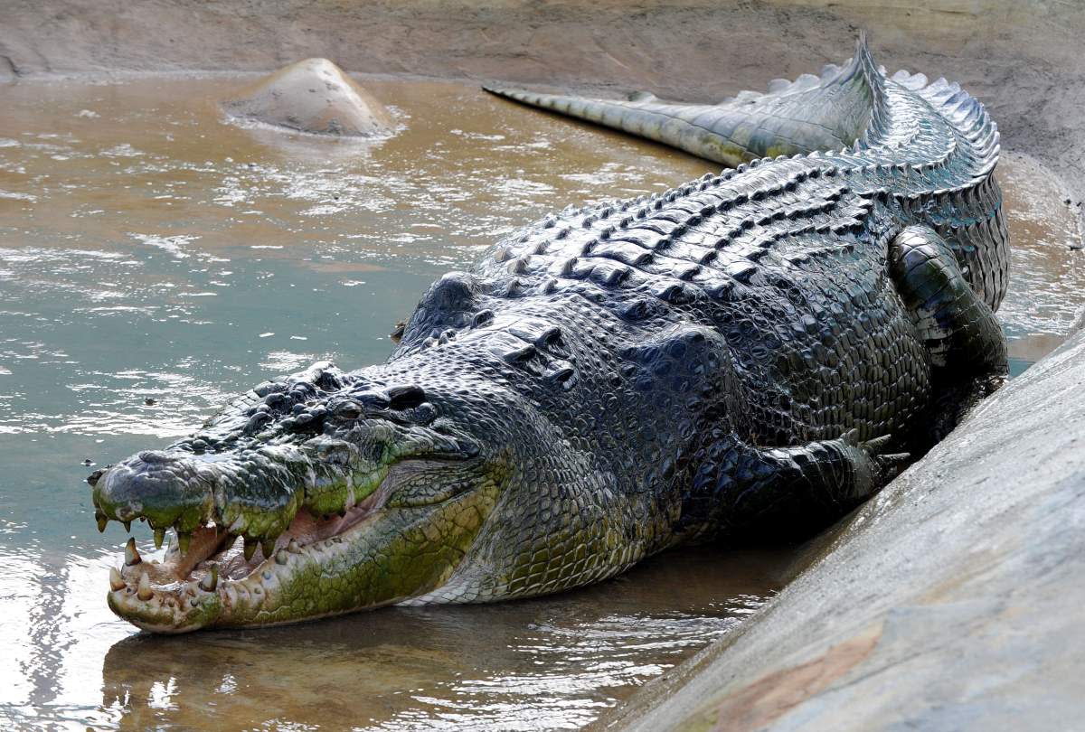 The Saltwater Crocodiles