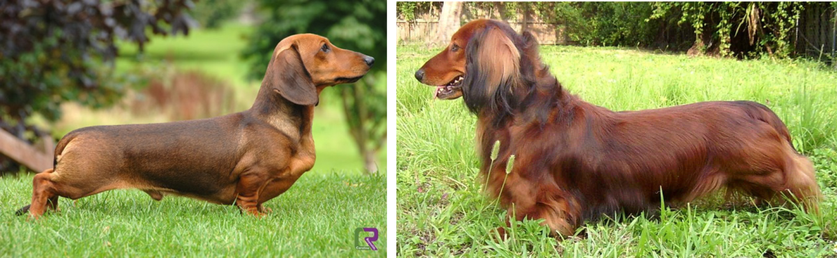Shorthaired and longhaired Dachshunds.