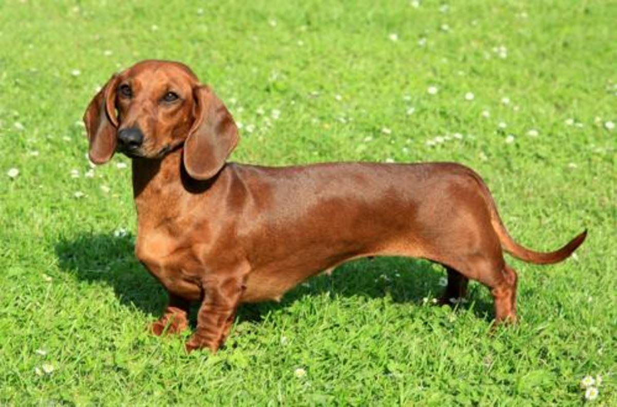 10 LowMaintenance Small Dog Breeds PetHelpful