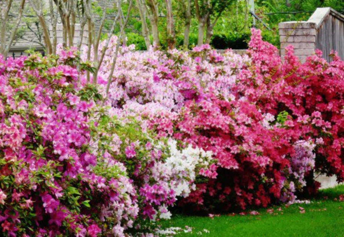 Hedge of blooming azaleas