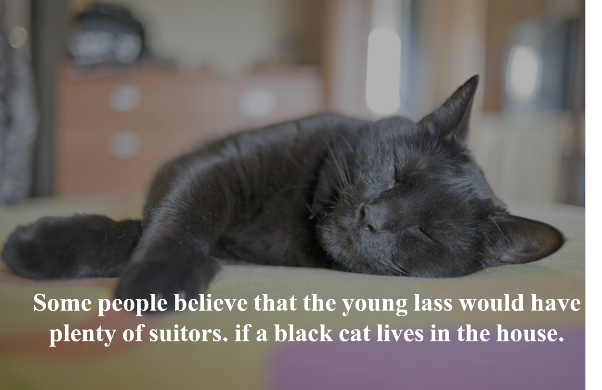 15-superstitions-about-black-cats
