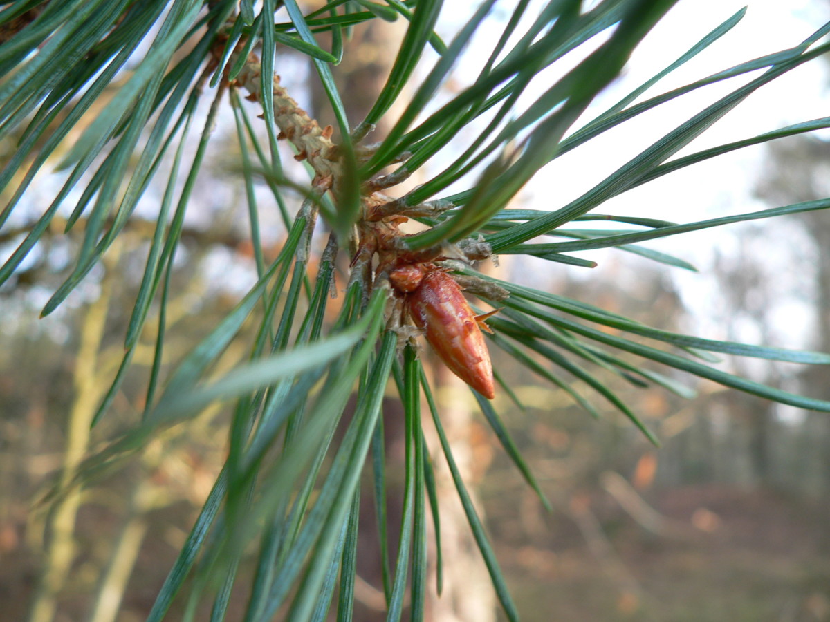 Pine sprouts (Turiones pini)
