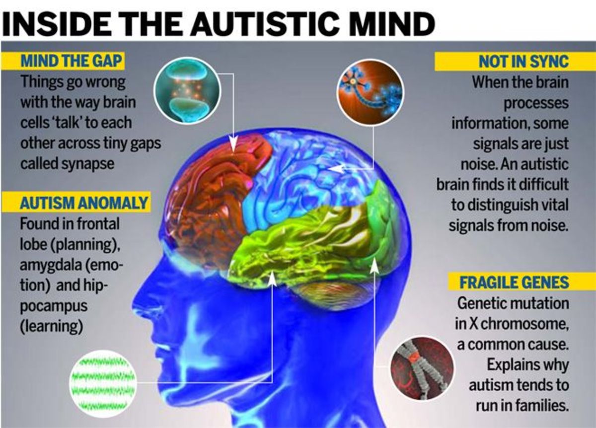 brain-plasticity-what-is-it-and-how-does-it-relate-to-autism-alzheimers-and-normal-learning