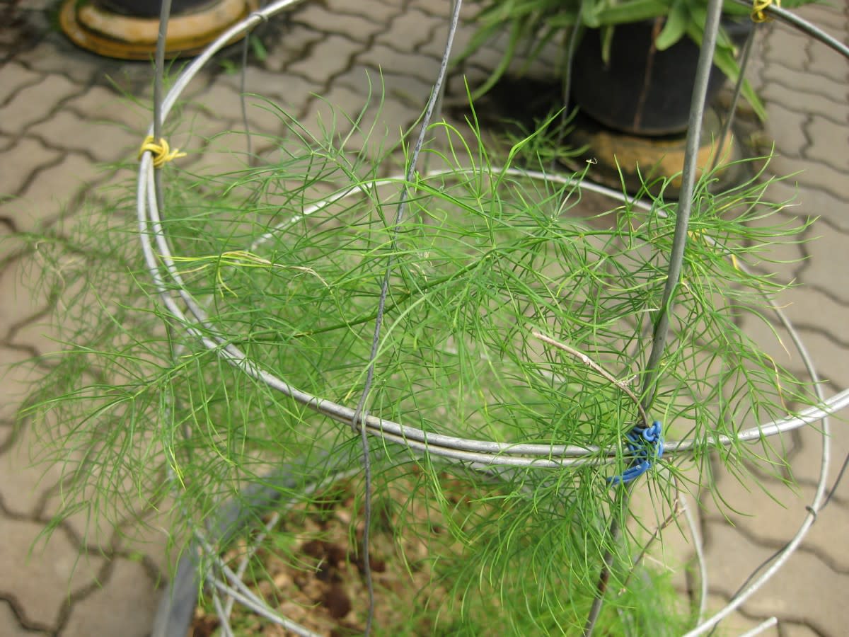 Asparagus racemosa (Shatavari) herb