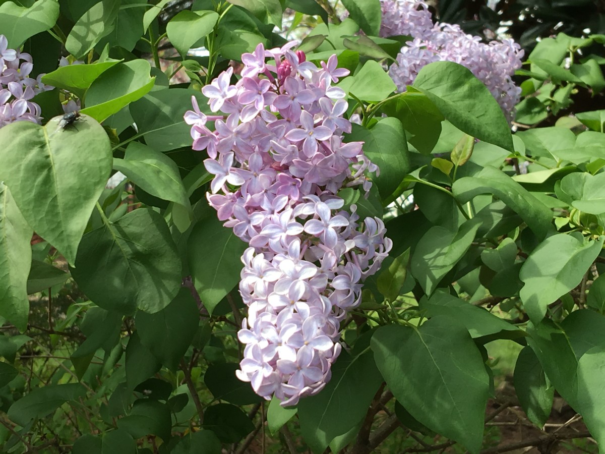 Lilacs in Our Backyard