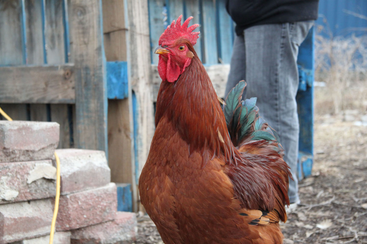 Does a rooster have to be human-aggressive to do his job? The answer is: No.