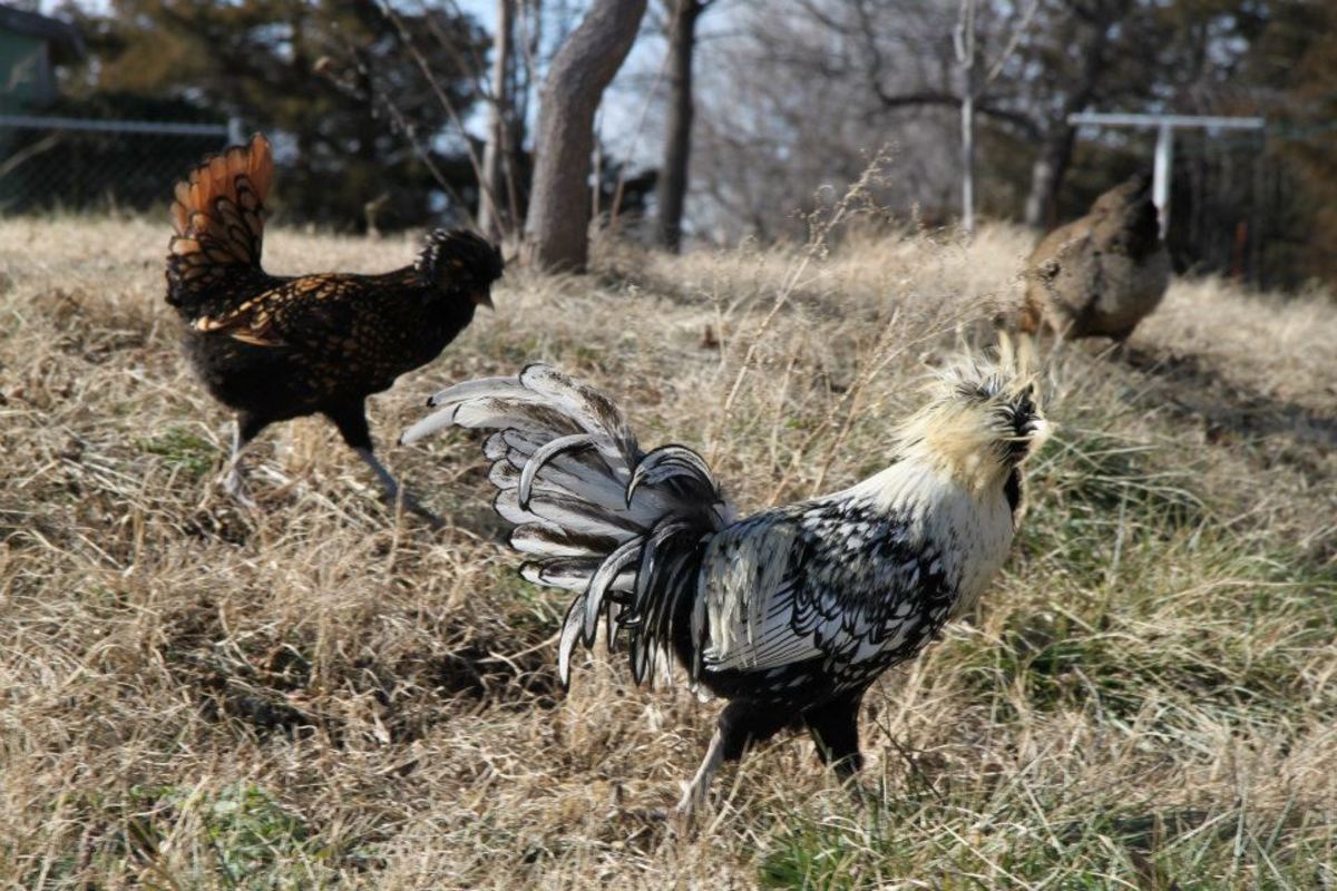 A gold laced polish hen and a silver laced polish rooster freeranging. 