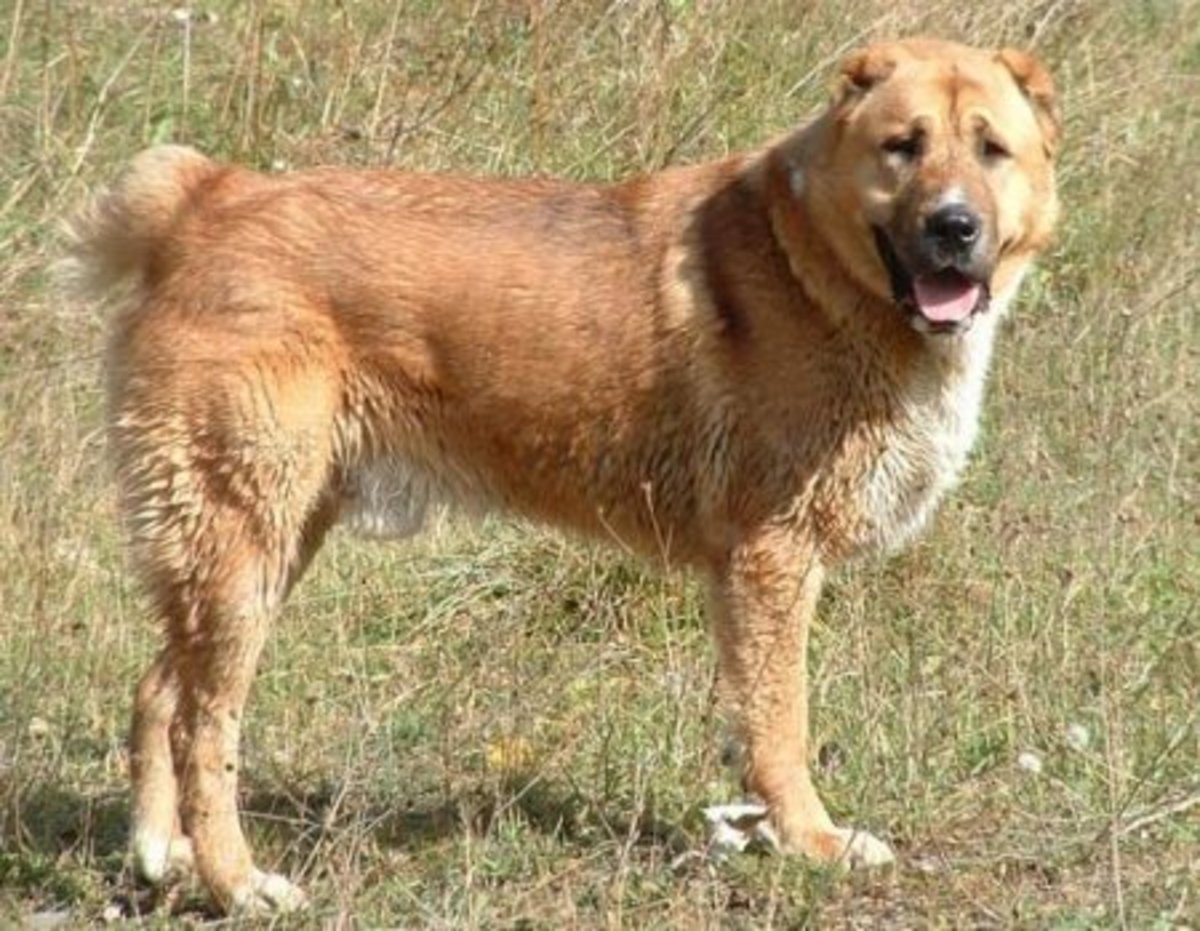 Tajikistan Mastiff