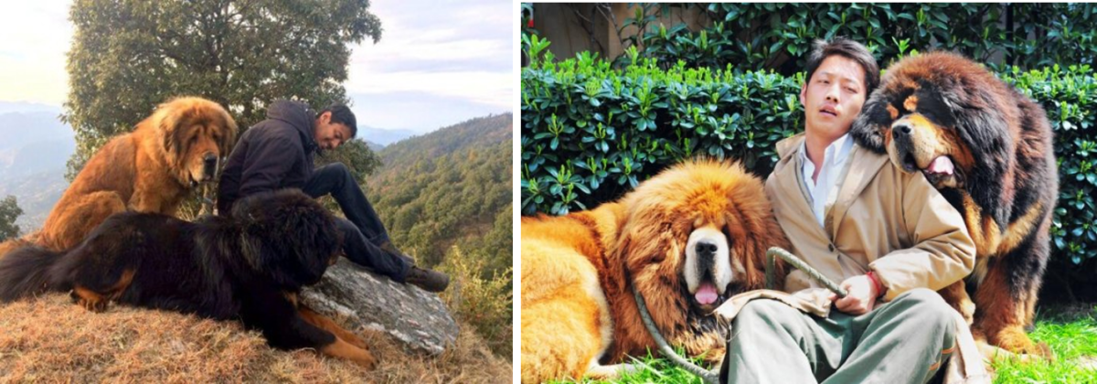 tibetan-mastiffs-ancestors-of-10-new-dog-breeds