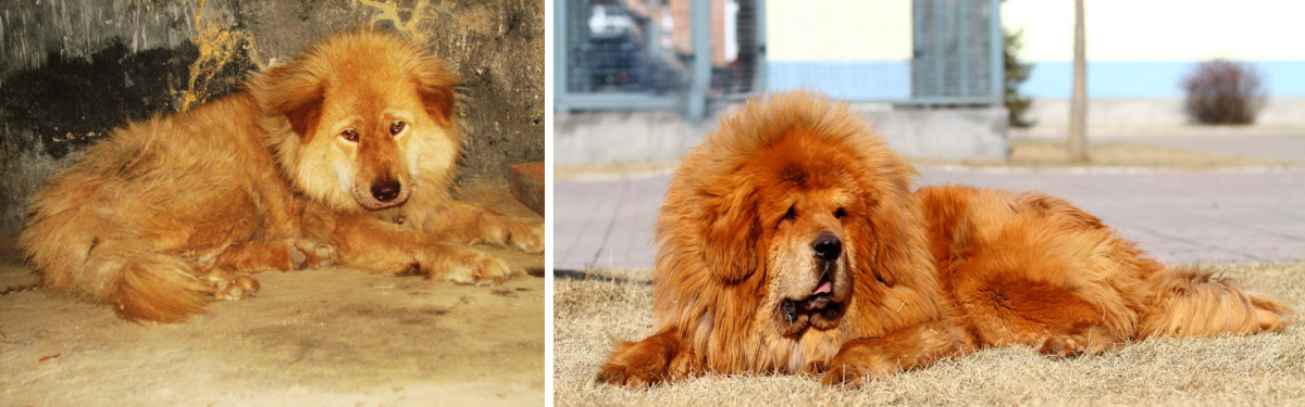 tibetan-mastiffs-ancestors-of-10-new-dog-breeds