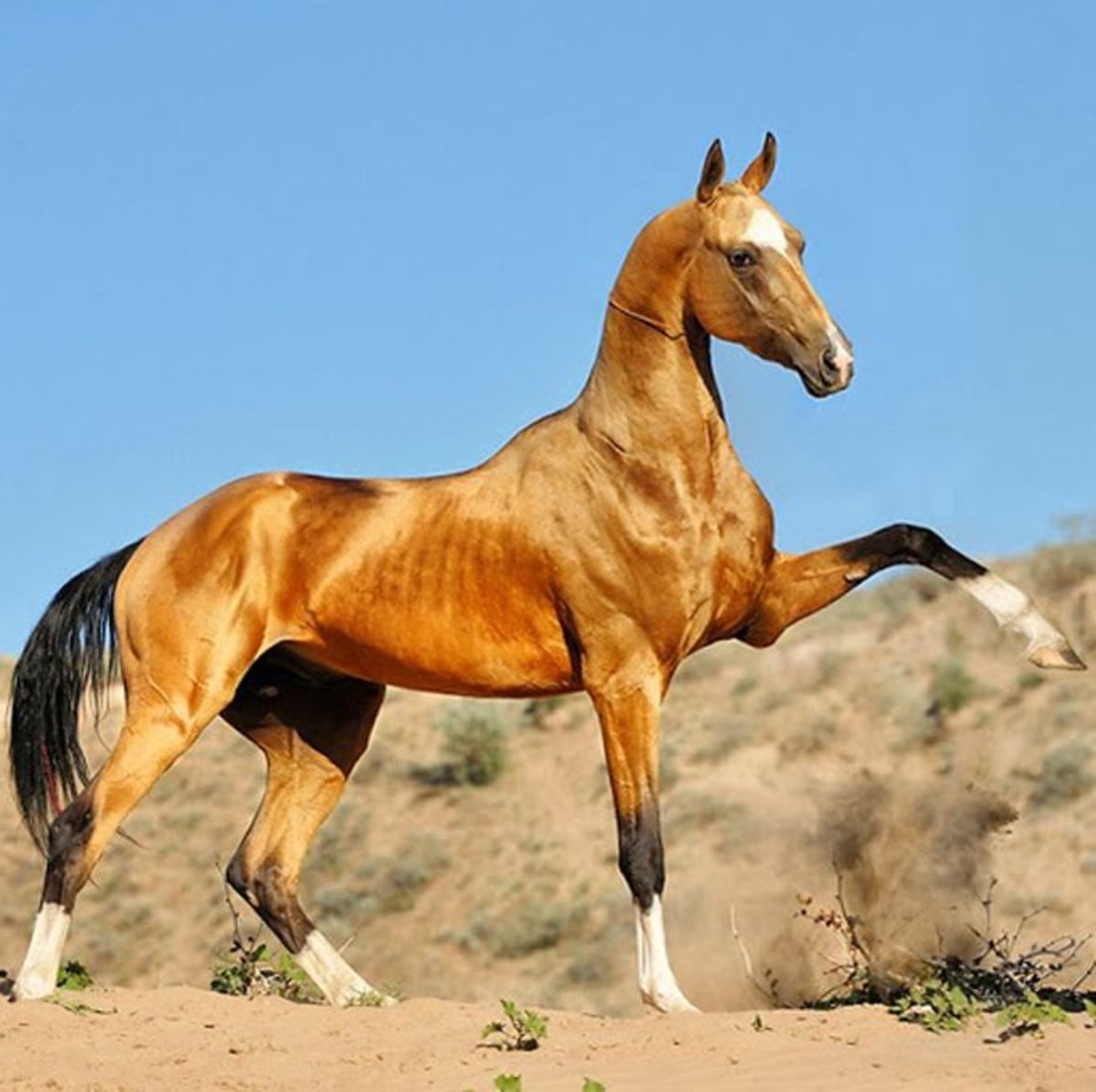 beautiful-horse-breeds-of-the-world