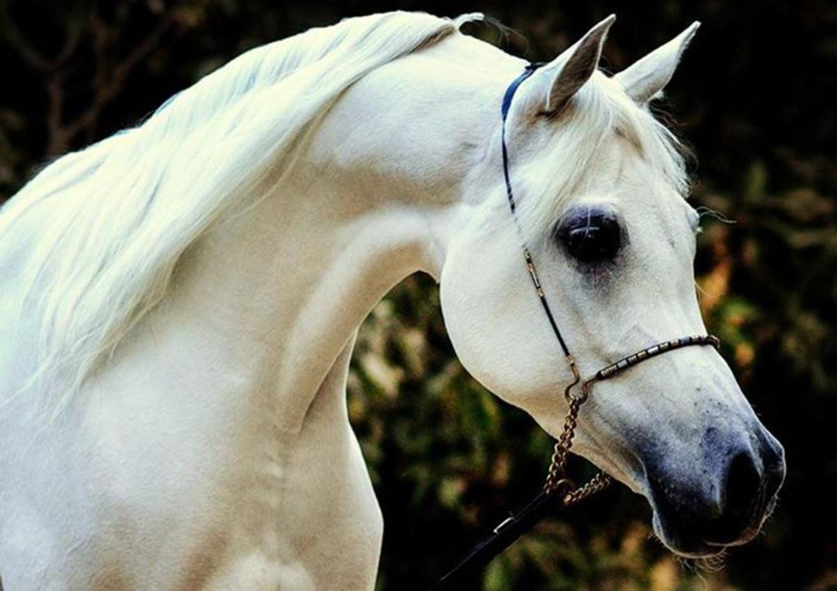 Beautiful Horse Breeds of the World - HubPages