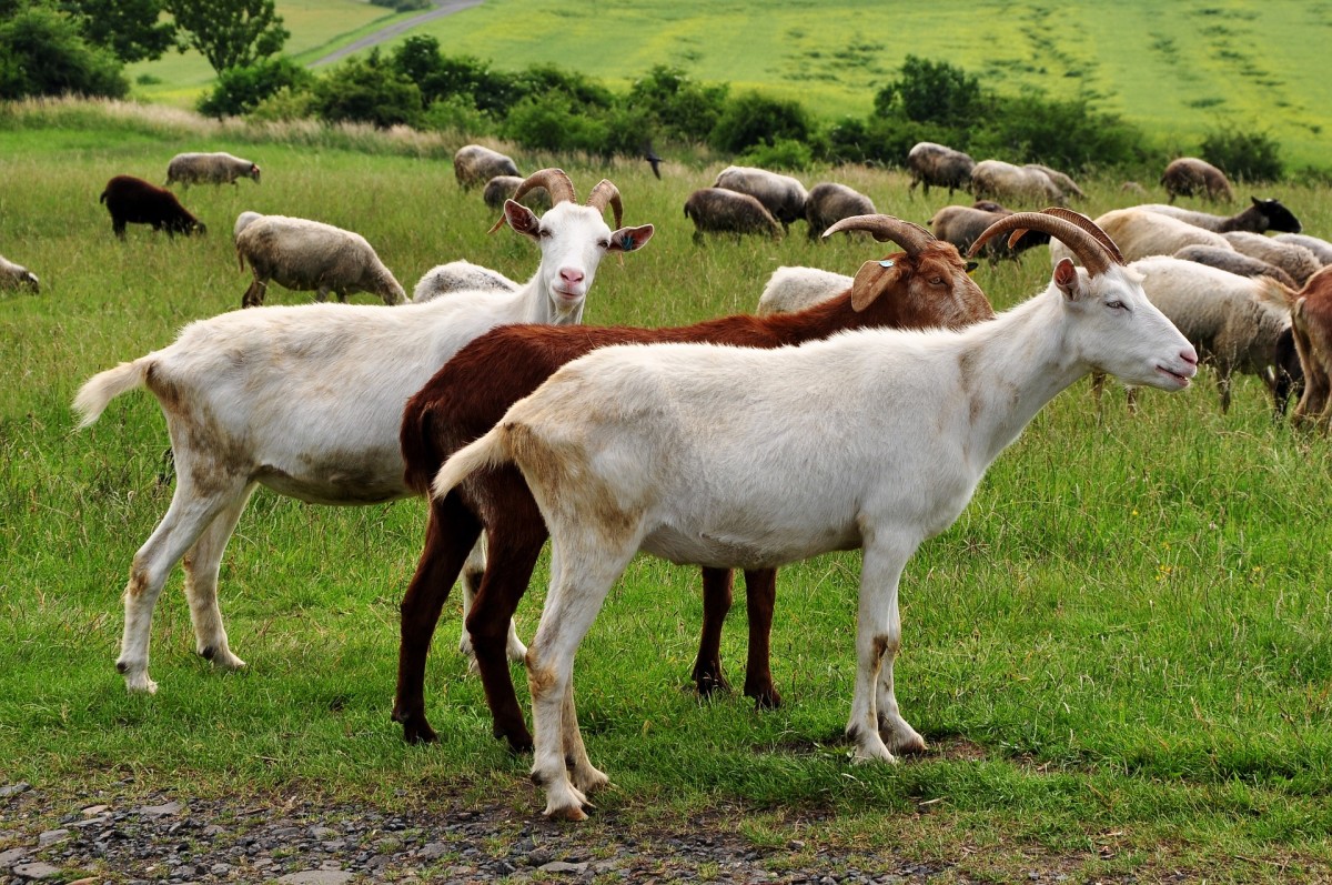 goat-milk-benefits-and-disadvantages