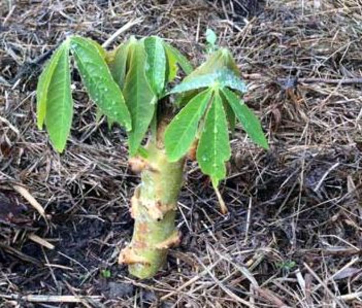 how-to-plant-and-harvest-cassava