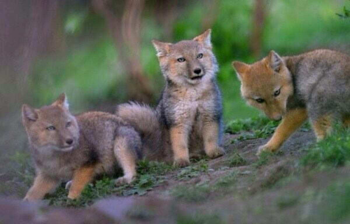 The 10 Most Endangered Fox Species - HubPages