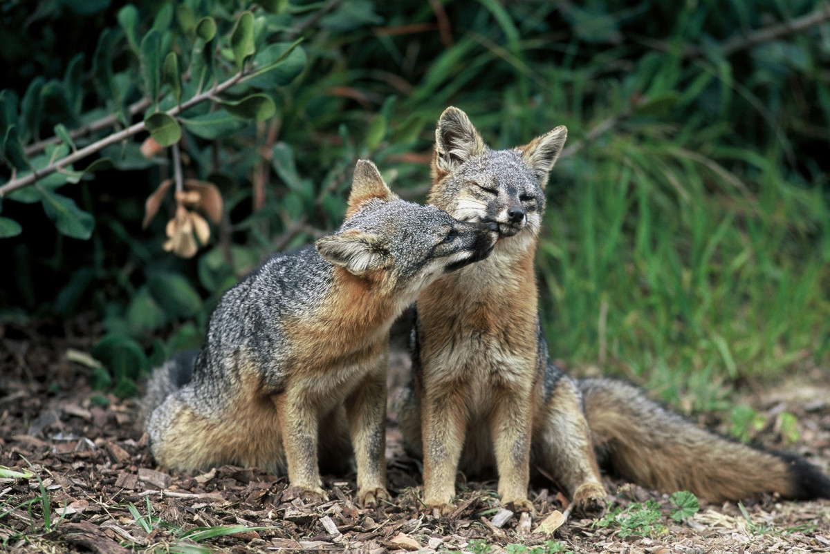 Catalina Island Foxes (No Longer Endangered)