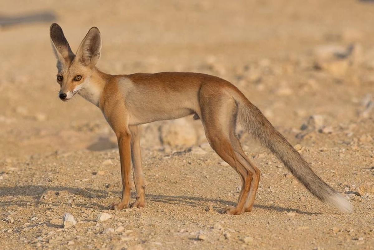 Arabian Fox