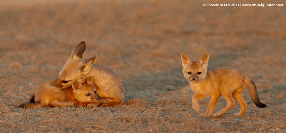 Endangered Bengal Fox or Indian Fox