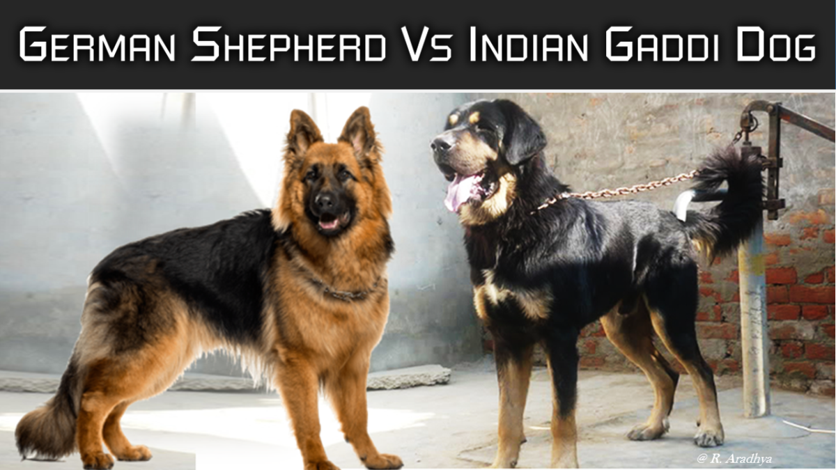 german-shepherd-vs-indian-shepherd-dogs