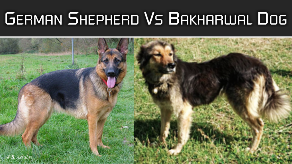 german-shepherd-vs-indian-shepherd-dogs