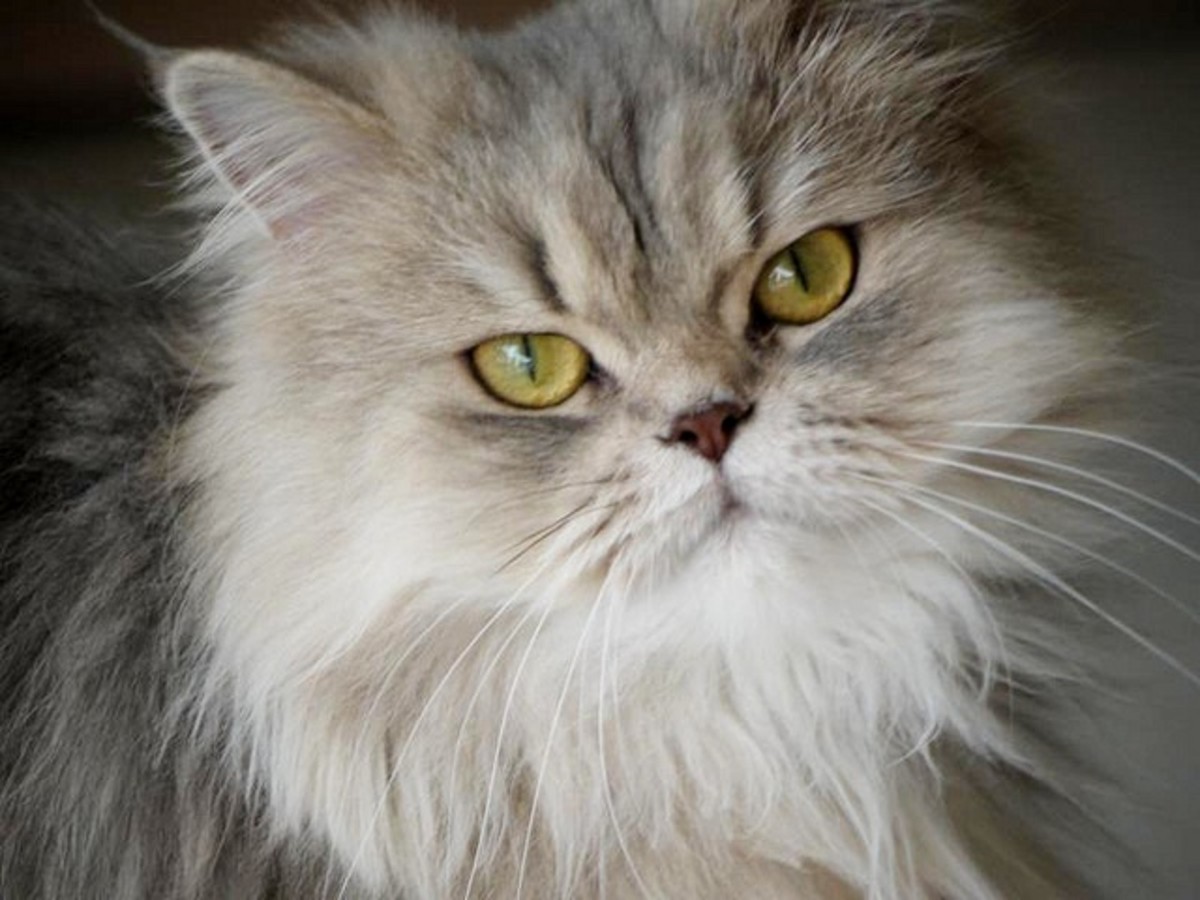 Persian Cat Breeds - The Longhair Group