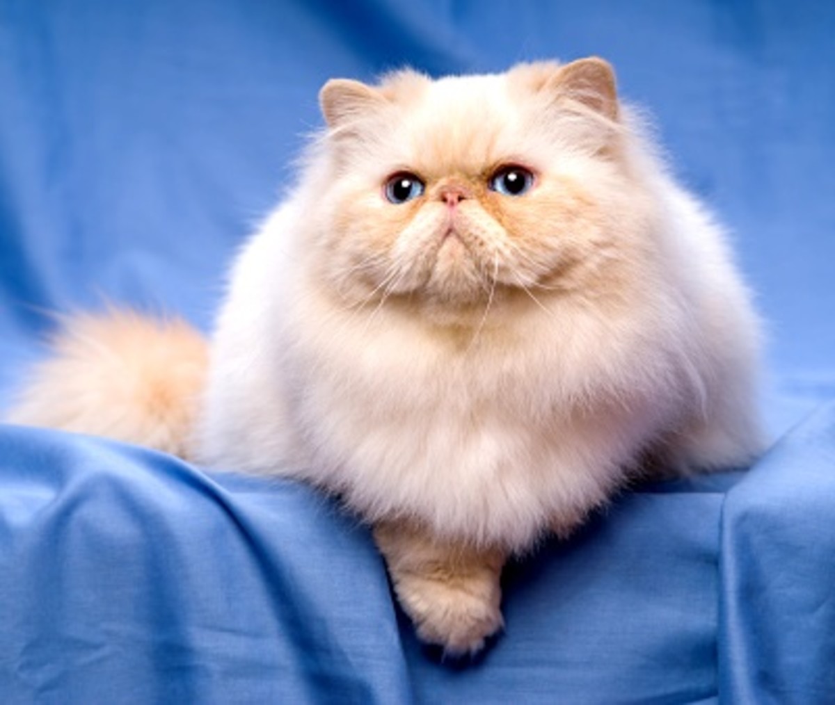 Персидская кошка самка